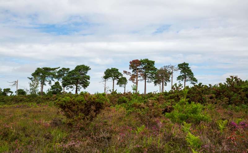New Forest trees